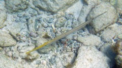 Trumpetfisah Yellow phase (18